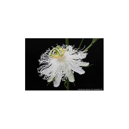 Maracujá Snowstar ( Passiflora x Incarnata)