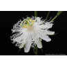 Maracujá Snowstar ( Passiflora x Incarnata)