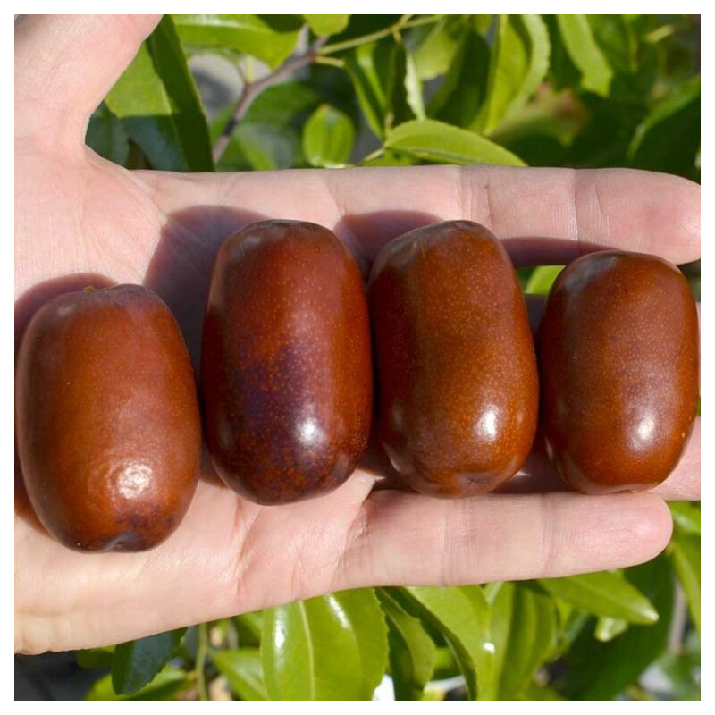 Azufaifo Chun (Ziziplus Jujuba)