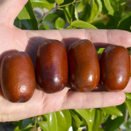 Azufaifo Chun (Ziziplus Jujuba)