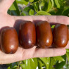 Azufaifo Chun (Ziziplus Jujuba)