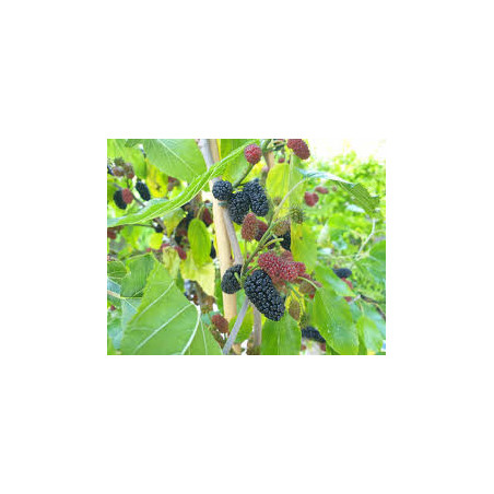 Amoreira Anã Gerardi ( Morus Alba x Morus Rubra)