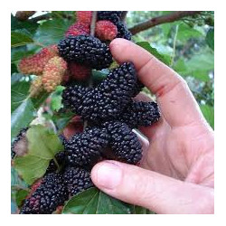 Amoreira Galiza Enxertada ( Morus Alba )