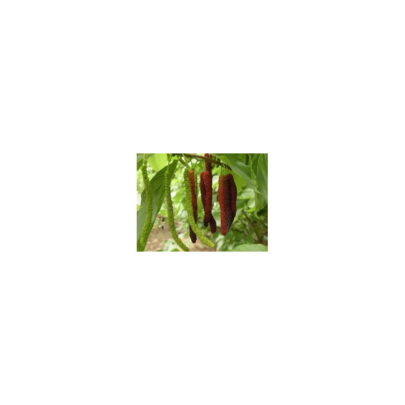 Amoreira Paquistanesa Vermelha ( Morus Macroura)