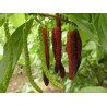 Amoreira Paquistanesa Vermelha ( Morus Macroura)