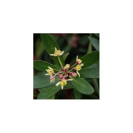 Pimenta da Tasmânia Branca ( Tasmannia Lanceolata)