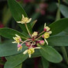 Pimenta da Tasmânia Branca ( Tasmannia Lanceolata)