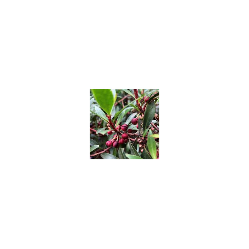 Pimenta da Tasmânia Vermelha ( Tasmannia Lanceolata)