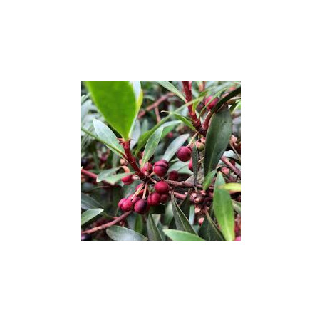 Pimenta da Tasmânia Vermelha ( Tasmannia Lanceolata)