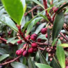 Pimenta da Tasmânia Vermelha ( Tasmannia Lanceolata)