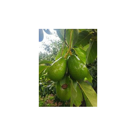 Abacate Bacon ( Enxertado em Dusa)