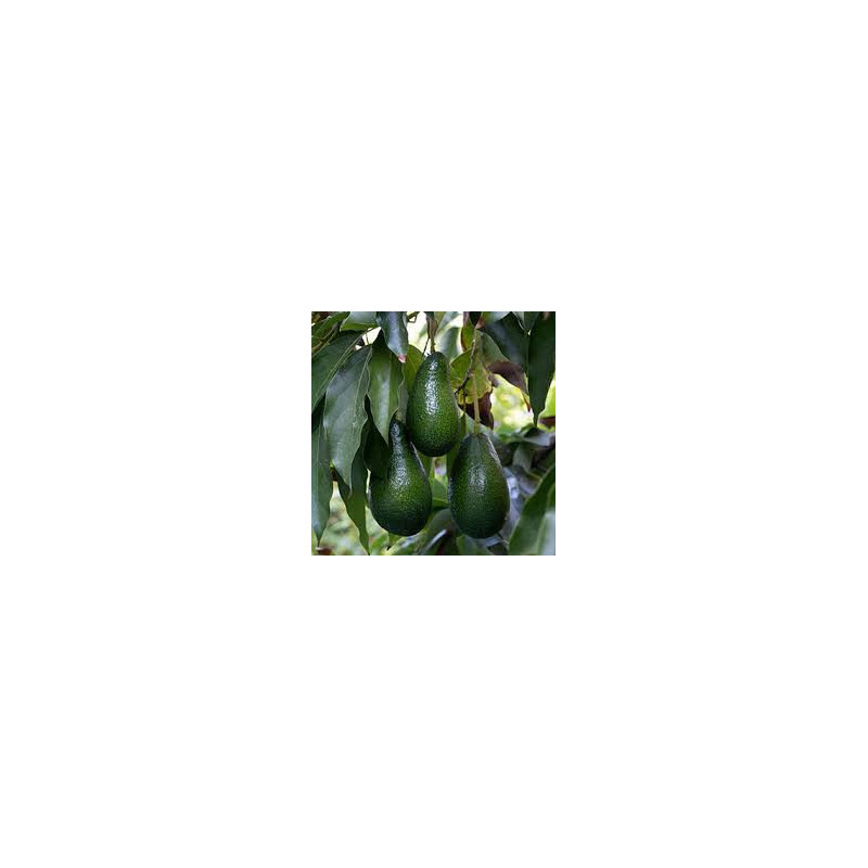 Abacate Ettinger ( Enxertado em Dusa)