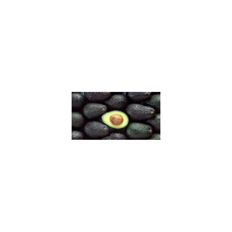 Abacate Hass ( Enxertado em Dusa)