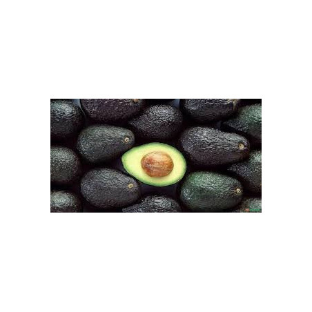 Abacate Hass ( Enxertado em Dusa)
