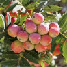 Sorbus Doméstica