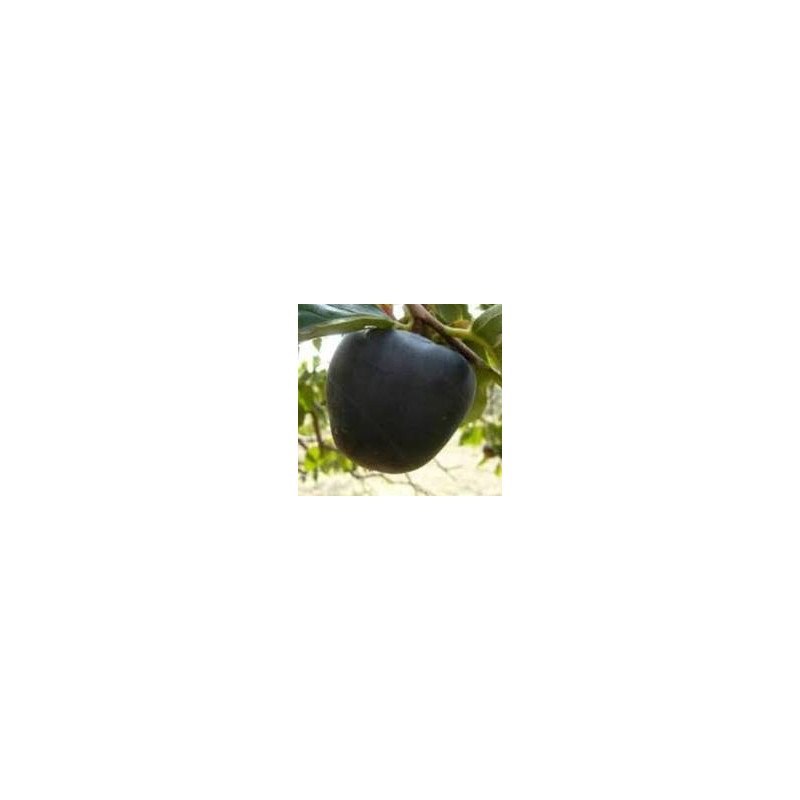 Diospiro Preto Kuro Gaki Enxertada ( Diospyros Kaki)