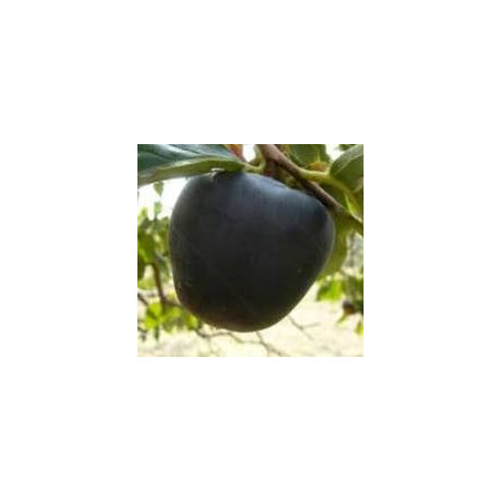 Diospiro Preto Kuro Gaki Enxertada ( Diospyros Kaki)