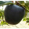 Diospiro Preto Kuro Gaki Enxertada ( Diospyros Kaki)