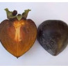 Diospiro Preto Kuro Gaki Enxertada ( Diospyros Kaki)