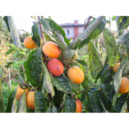Diospiro Nishijo ( Diospyro Kaki)