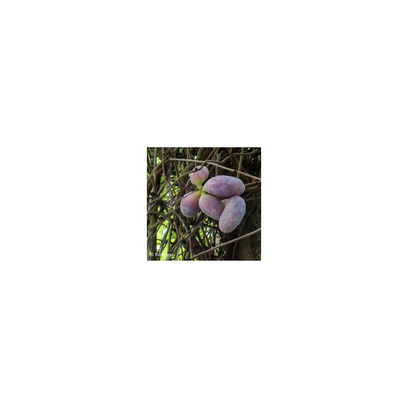 Akébia x Pentaphylla