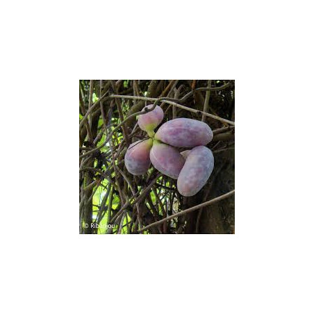 Akébia x Pentaphylla