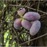 Akébia x Pentaphylla