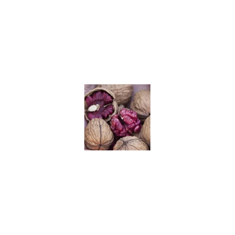 Noz Red Phantom Enxertada ( Juglans Regia)