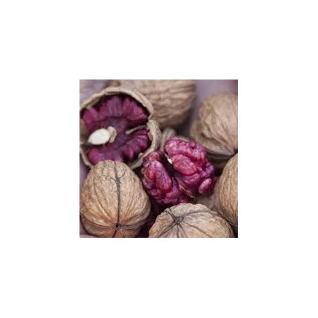 Noz Red Phantom Enxertada ( Juglans Regia)