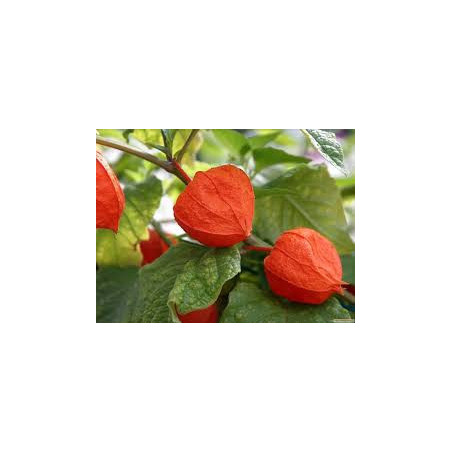 Physalis Lady Madonna ( Physalis Peruviana)