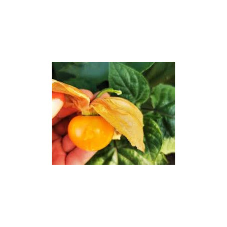Physalis Gigante Budha ( Physalis Peruviana)