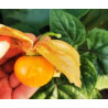 Physalis Gigante Budha ( Physalis Peruviana)