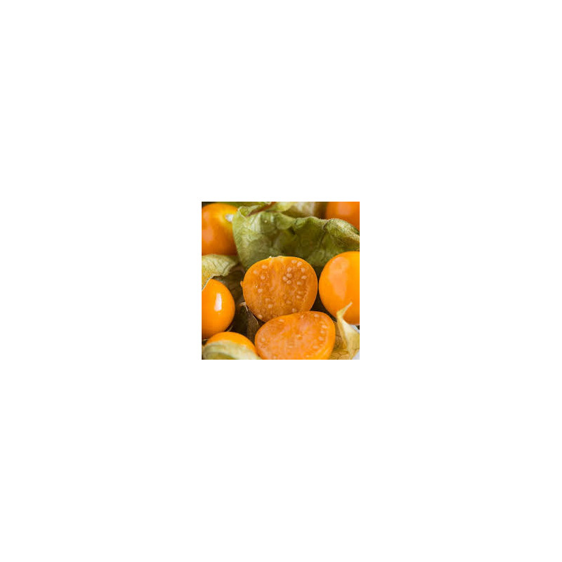 Physalis Peter´s Beste ( Physalis Peruviana)