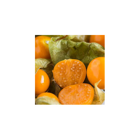 Physalis Peter´s Beste ( Physalis Peruviana)