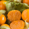 Physalis Peter´s Beste ( Physalis Peruviana)