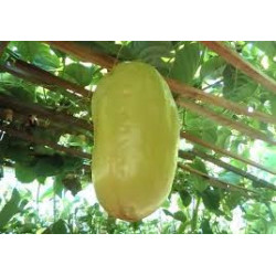 Maracujá Melão ( Passiflora Quadrangularis)