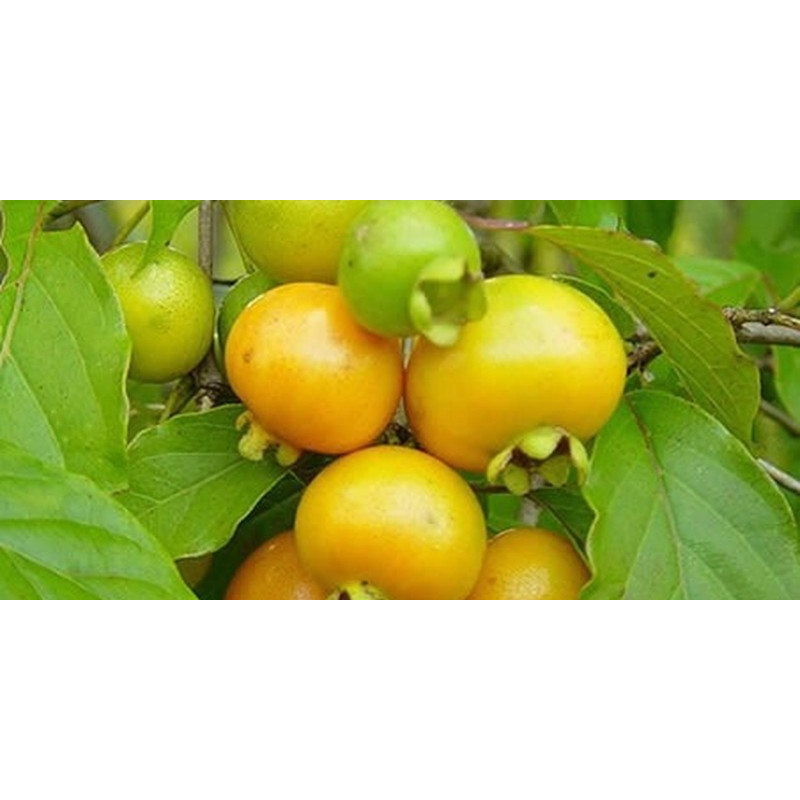 Grumixama Amarelo