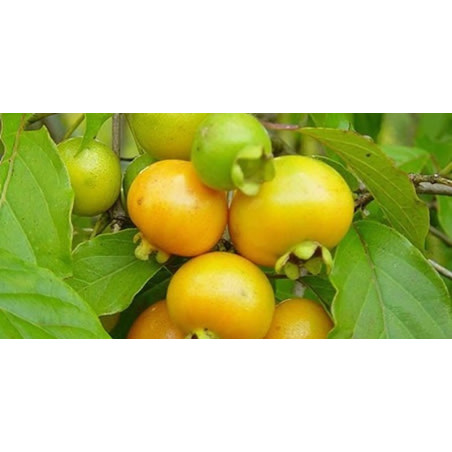Grumixama Amarelo