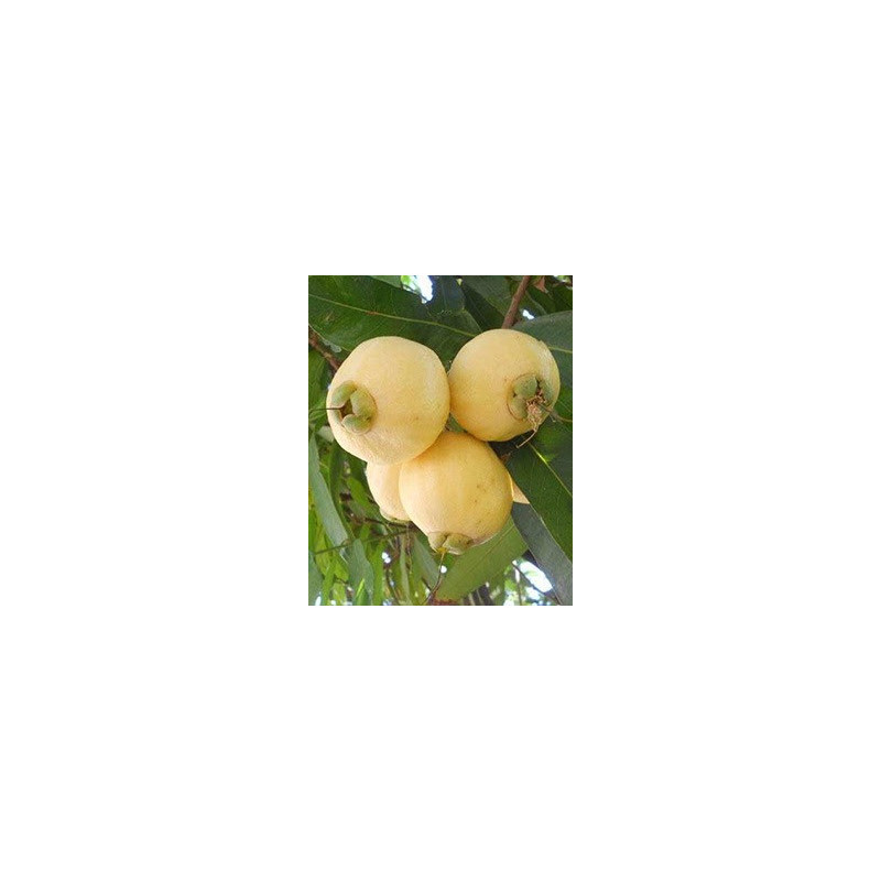 Jambo Amarelo ( pequeno)