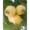Jambo Amarelo ( pequeno)