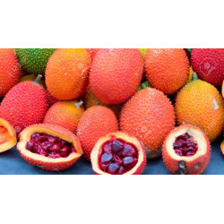 Fruta Gac ( Momordica cochinchinensis)
