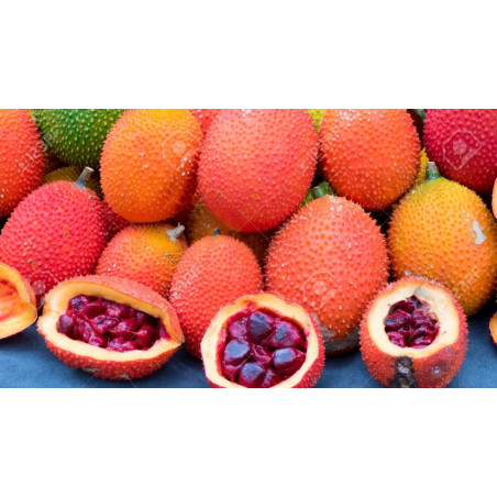Fruta Gac ( Momordica cochinchinensis)