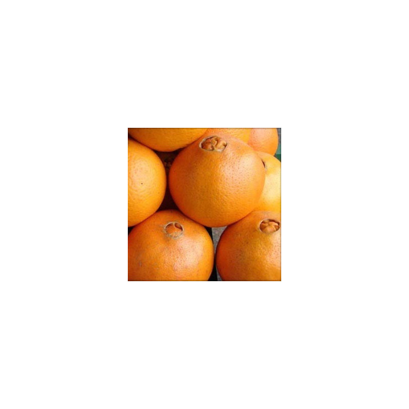 Laranja de Umbigo ( Citrus Sinensis)
