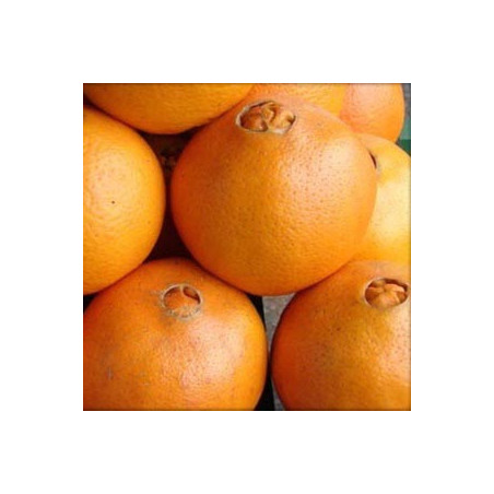 Laranja de Umbigo ( Citrus Sinensis)