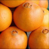 Laranja de Umbigo ( Citrus Sinensis)