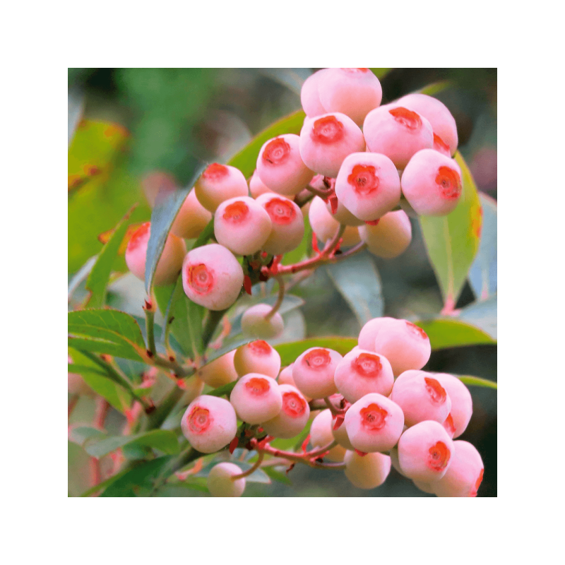 Mirtilo Pink Bonbons