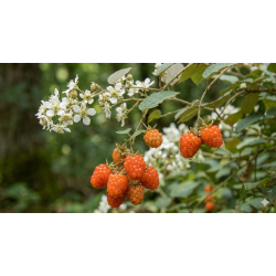 Framboesa Bramble Orange ( Rubus Ichangensis)