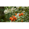 Framboesa Bramble Orange ( Rubus Ichangensis)
