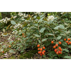 Framboesa Bramble Orange ( Rubus Ichangensis)