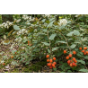 Framboesa Bramble Orange ( Rubus Ichangensis)